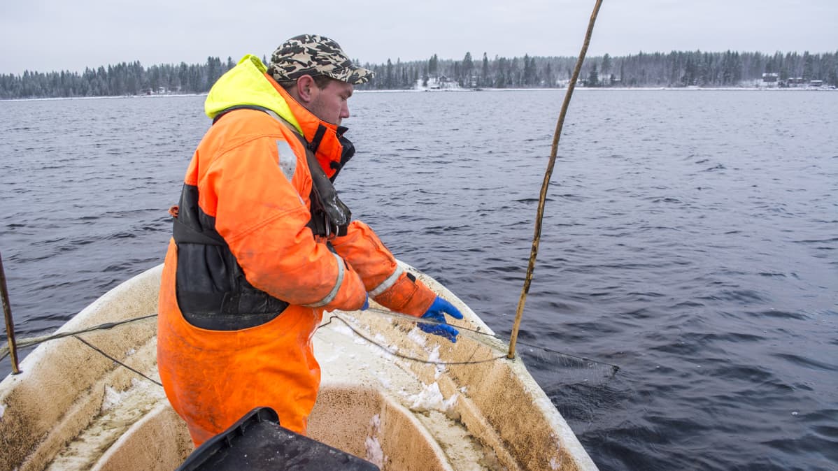 kalastaja Oulujärvellä