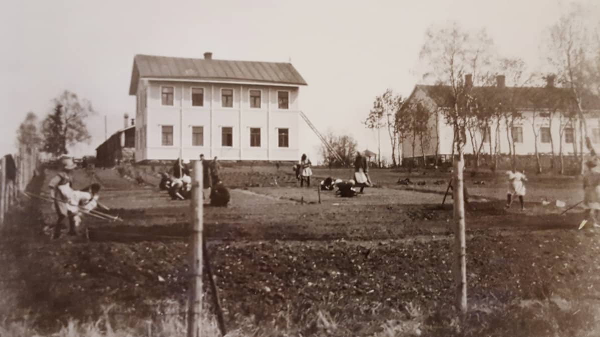 1900-luvun alusta opiskelijoita kevät- ja kesätöissä kasvimaalla Peräpohjolan Opistossa