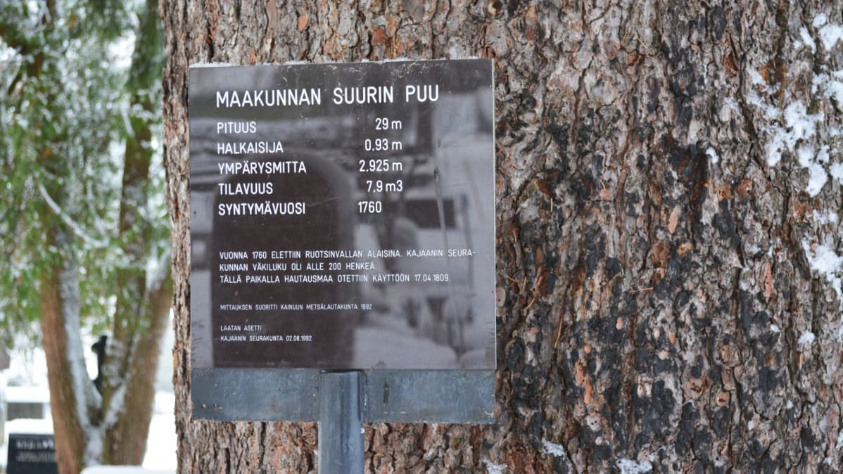 Kainuun suurimman puun luona oleva kyltti.