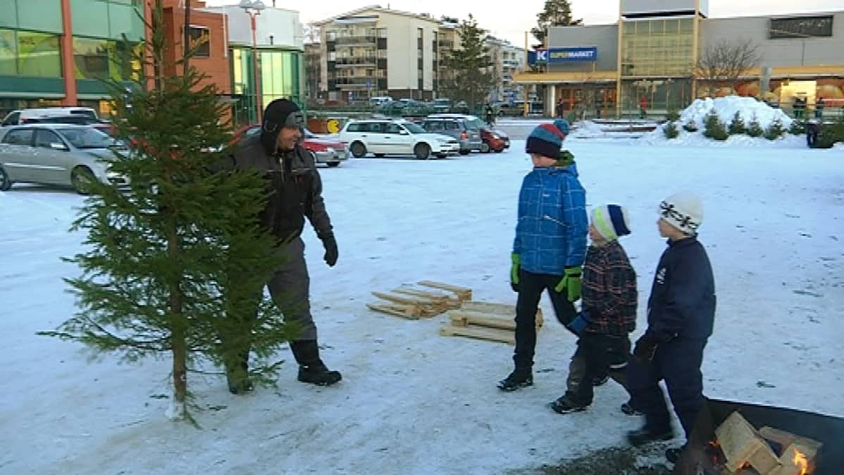 joulukuusi, kuusikauppa, kuusikauppias