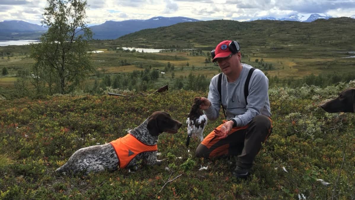 Kittiläläinen Juha Loukusa ja lyhytkarvainen saksanseisoja Piku metsästysmatkalla Ruotsin tunturimaisemissa.