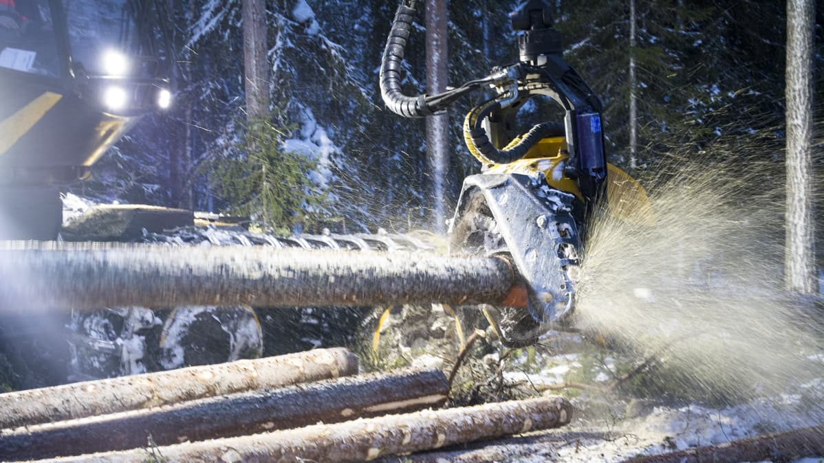 Metsätyökoneella pilkotaan puuta.