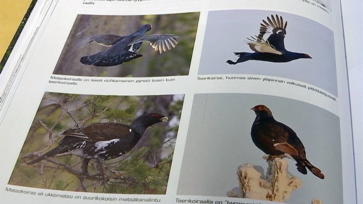 Metsokoiras ja teerikoiras värivalokuvina uudessa Metsästäjän oppaassa.
