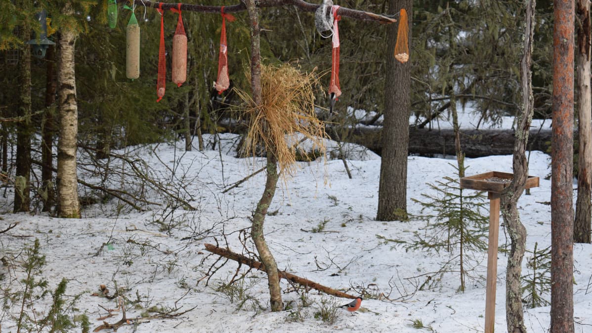 Lintuja ruokintapaikalla. Hömötiainen hakkaa talipalloa ja punatulkku istuu hangella.
