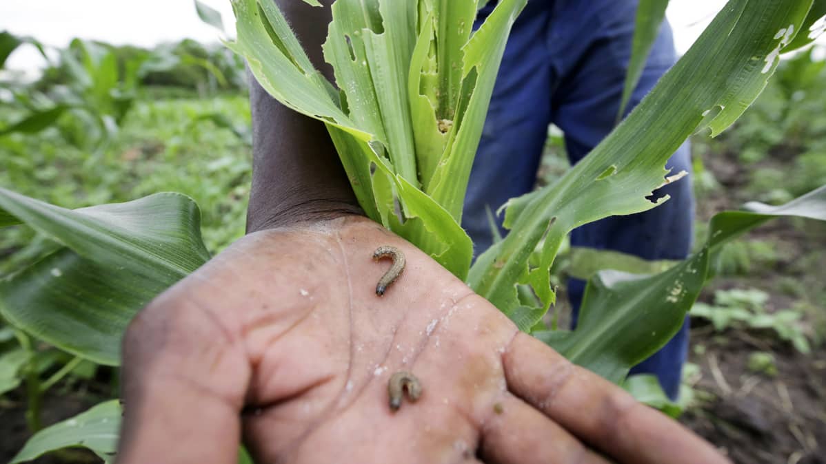 Armeijamadon tuhoamaa maissia Zimbabwen Bulawayossa.