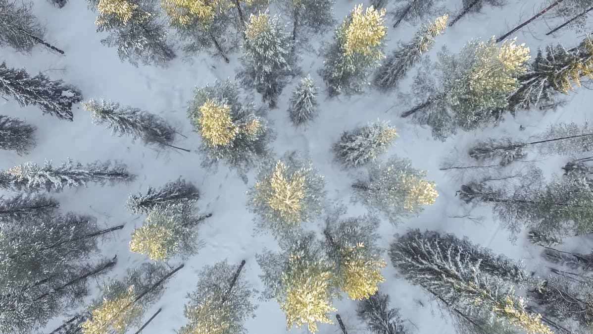 Mäntyjä ja kuusia ilmakuvassa.