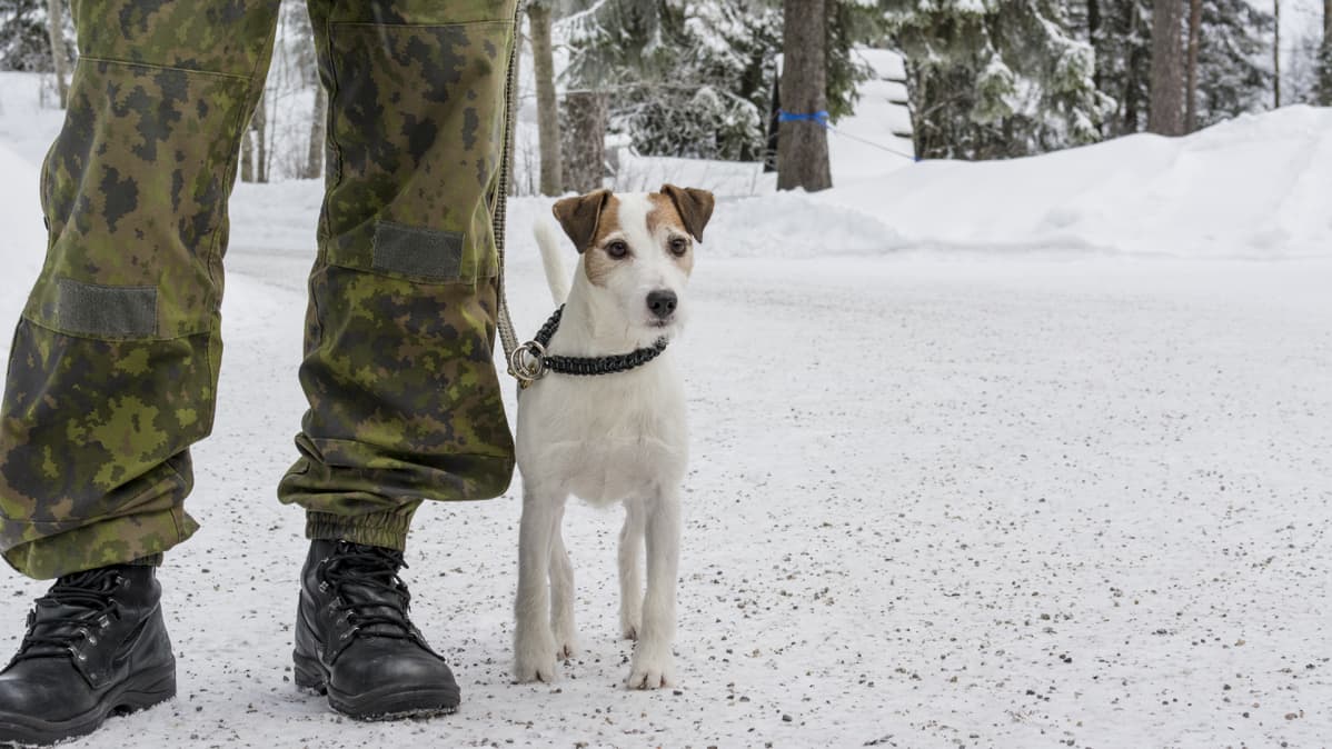 Polvenkorkuinen sotakoira sotilaan jalkojen vieressä.