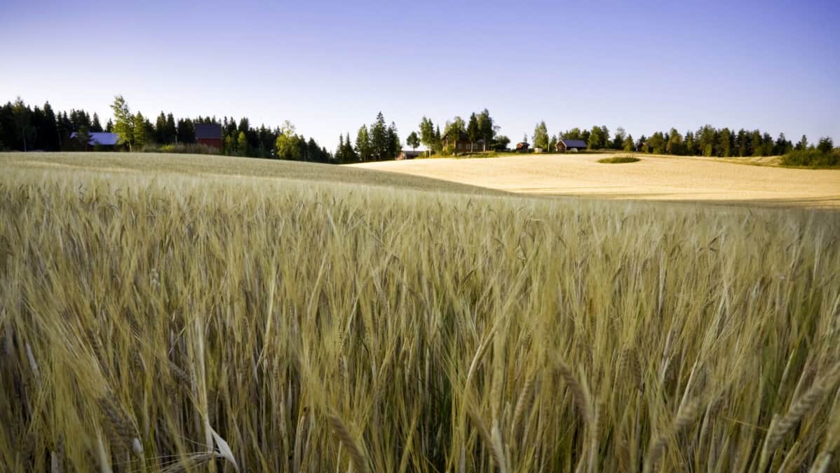 Uudet kouluruokailusuositukset kehottavat lisäämään sesonginmukaisten kasvisten käyttöä.