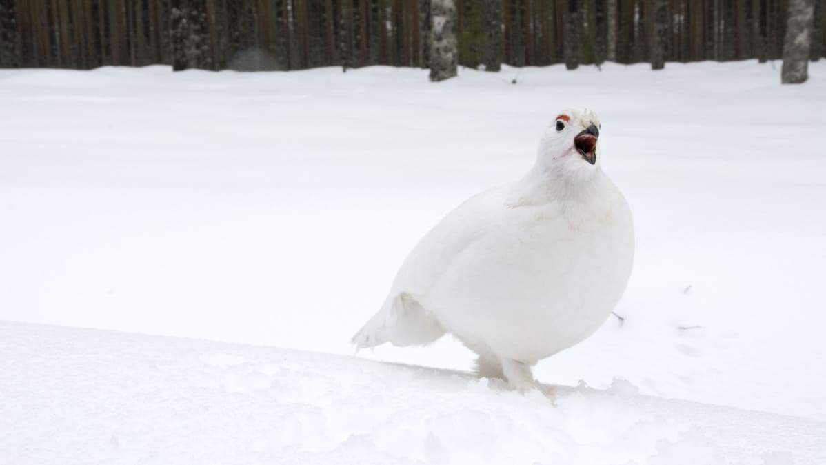 Riekko kävelee hangella.