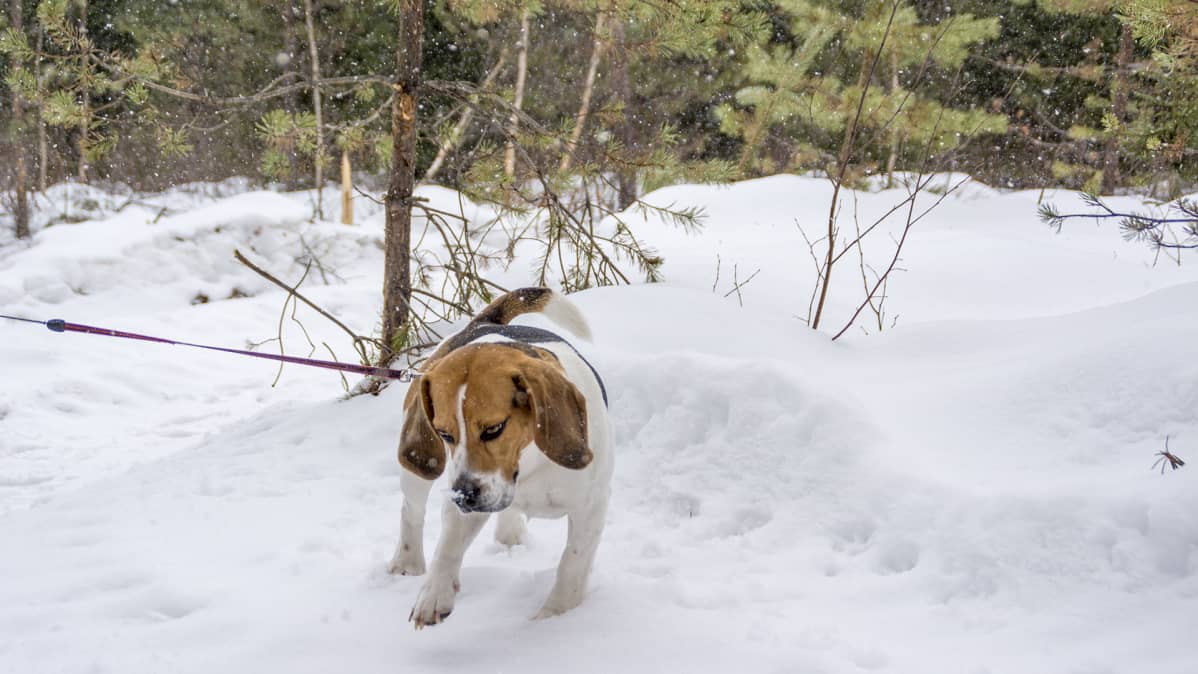 Beagle lumessa