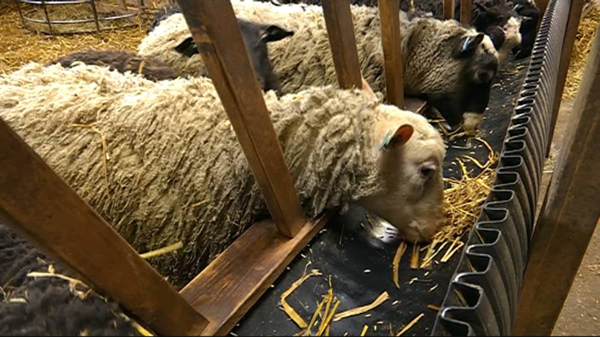 Lampaita syömässä syöttökaukalosta.