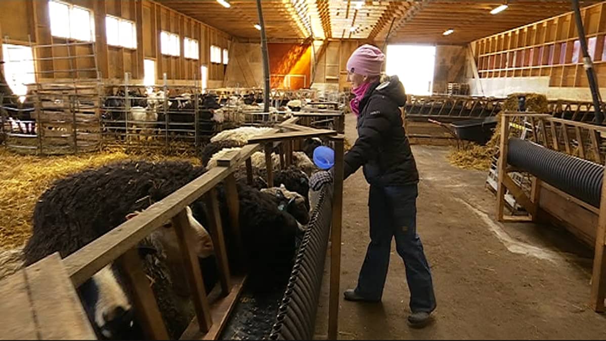 Essi Sorokari ruokkimassa lampaita Pihlajasaaren lampolassa.