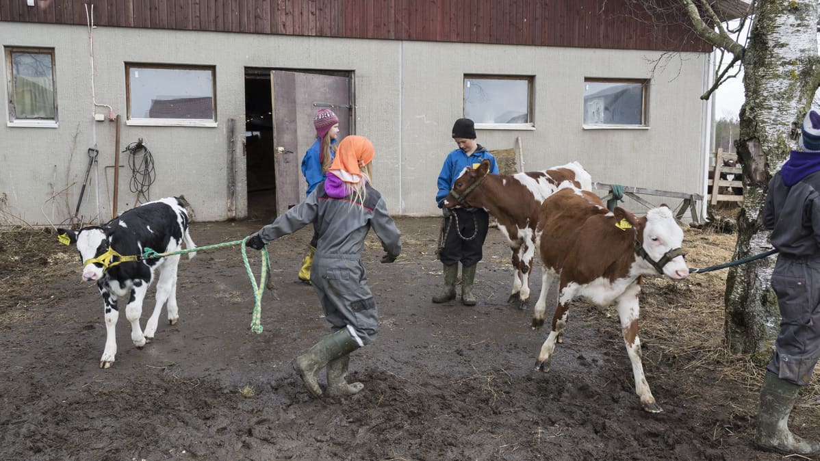Lapset taluttavat vasikoita Iivonlahden maitotilalla