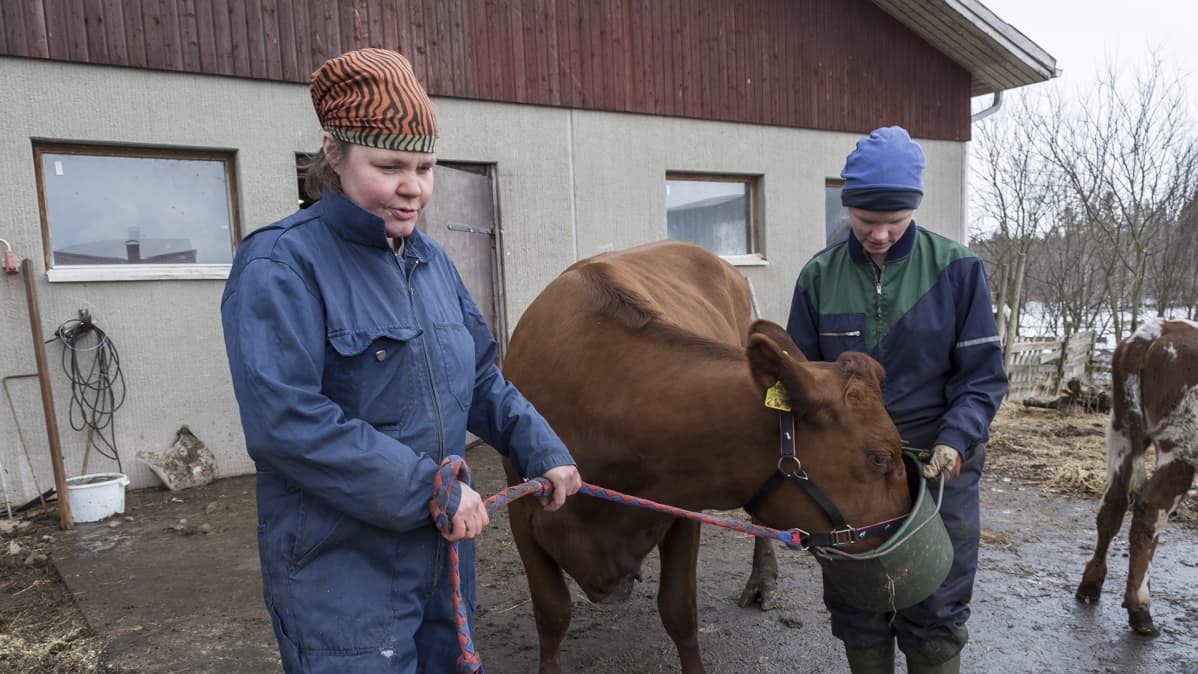 Iivonlahden maitotilan emäntä Anna Rönty seisoo lehmän kanssa