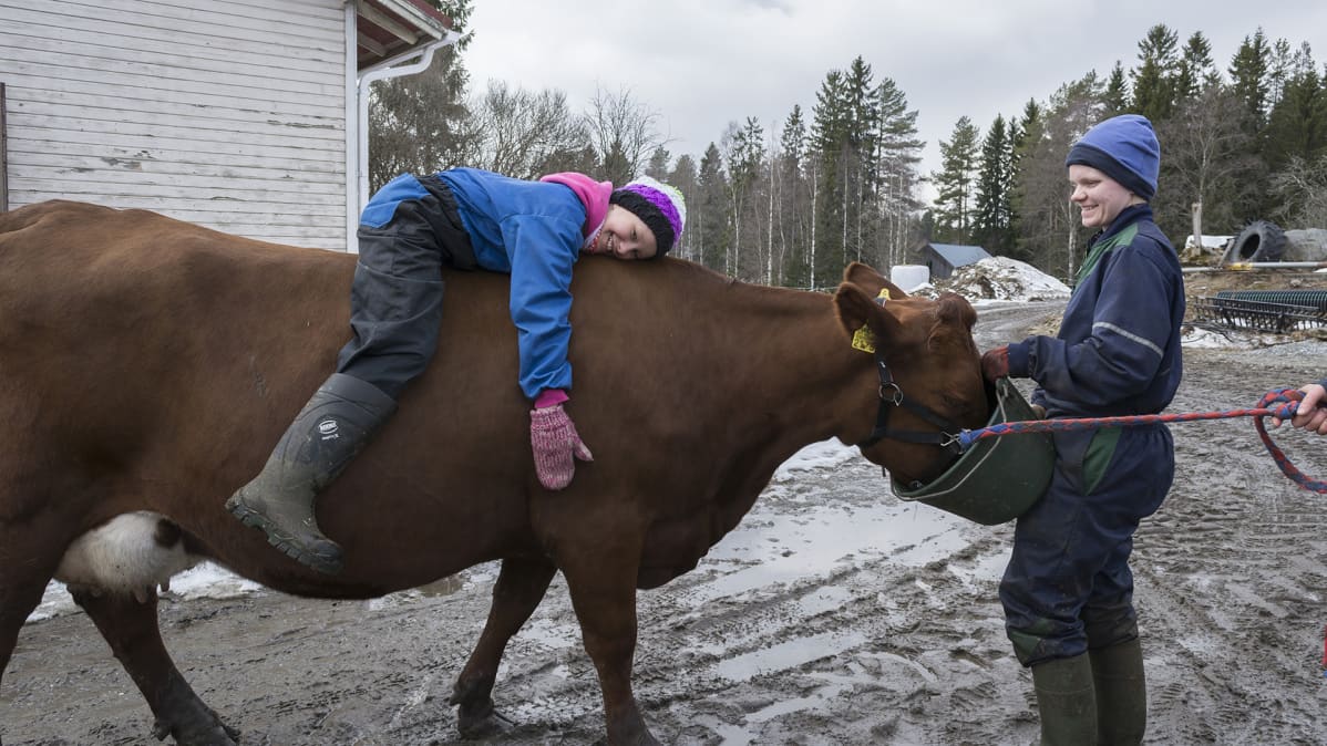 Elli-Noora Härkönen makaa lehmän selässä