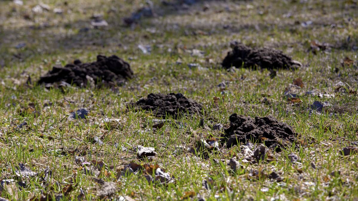 Kontiaisen tekemiä multakekoja