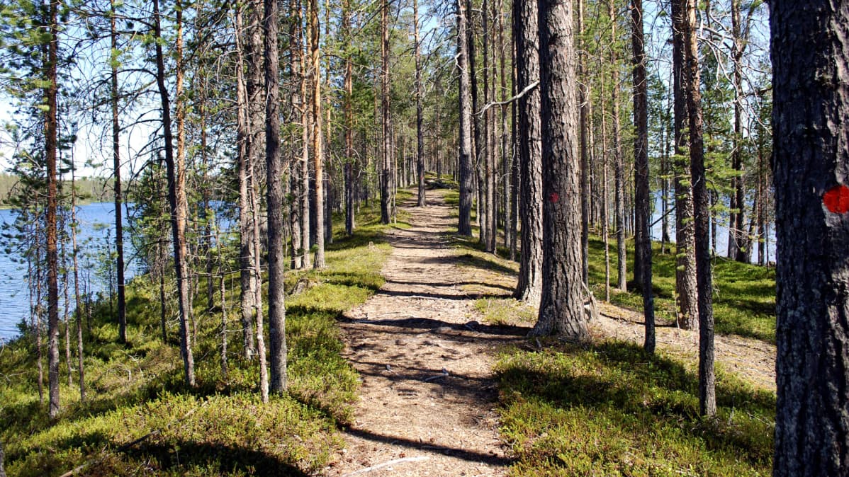 Metsäinen polku Hossassa.