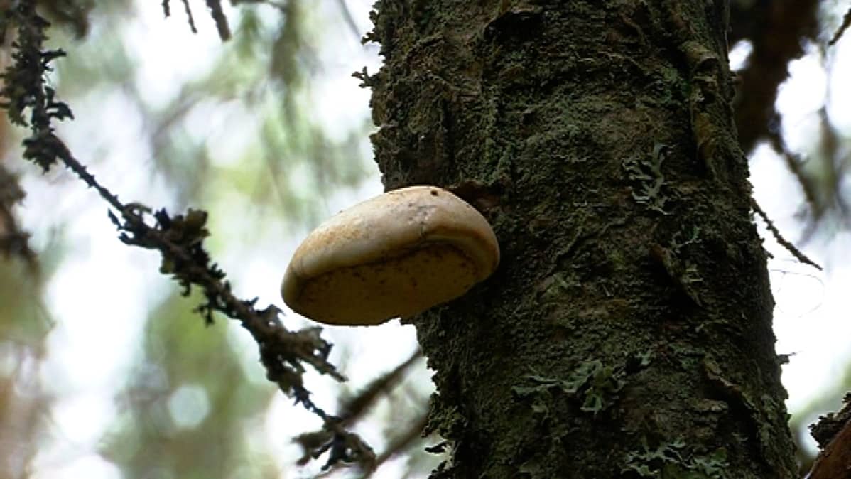Keuruun entisen varuskunnan metsikkö on yksi sadasta luontohelmestä.