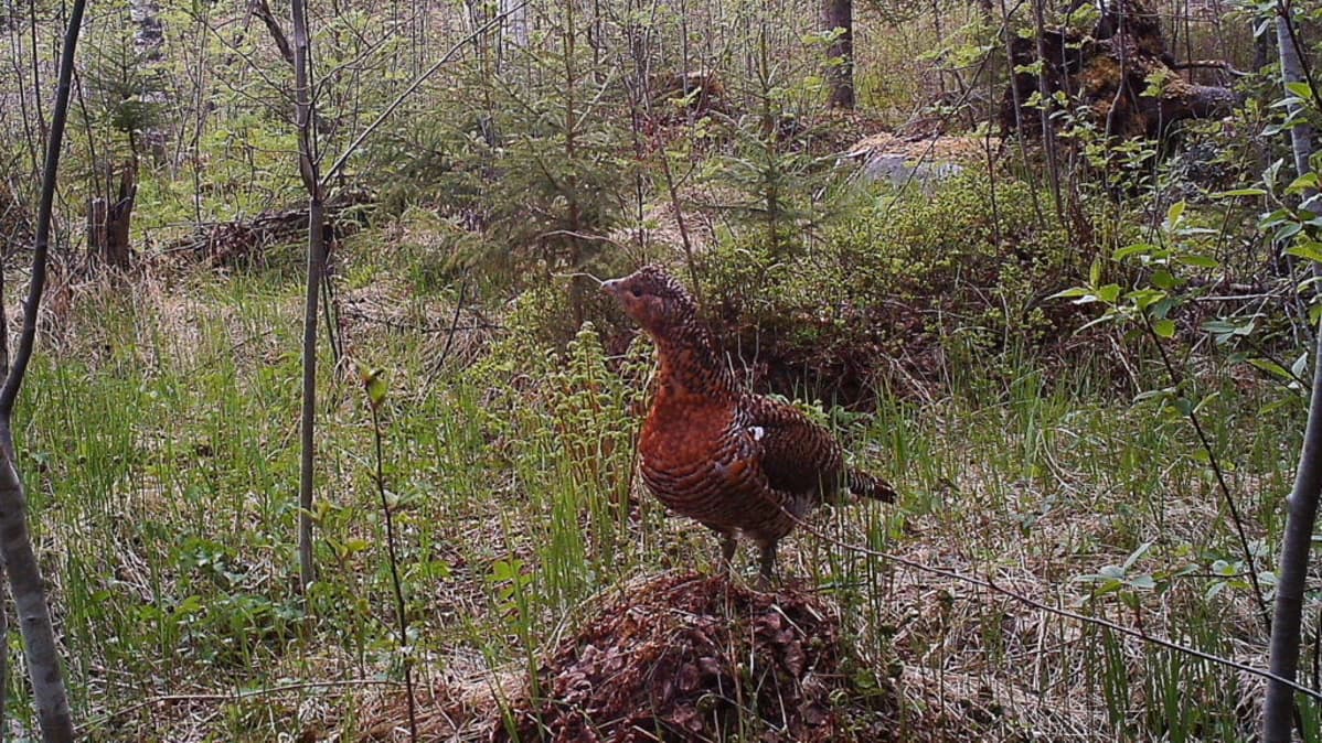 Koppelo eli naarasmetso metsässä.