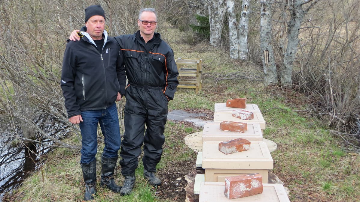 Mehiläistarhaajat Markku Mykkälä ja Teuvo Kolmonen.