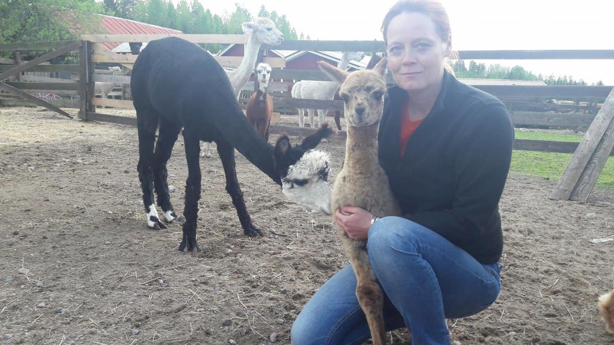 Alpakat ovat valloittaneet tilan emännän, Heidi Tarhosen sydämen.