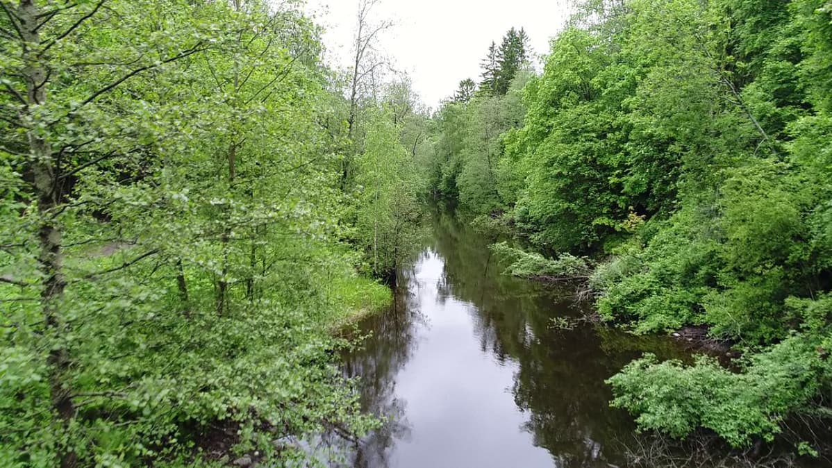 Tourujoki ja sen rantakasvusto alkukesän vihreässä väriloistossa.