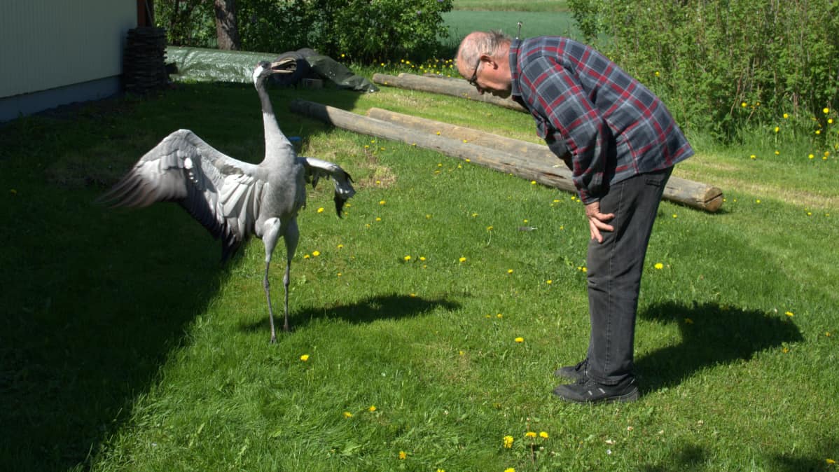 Kookka-kurki ja Jouko Alhainen tanssivat