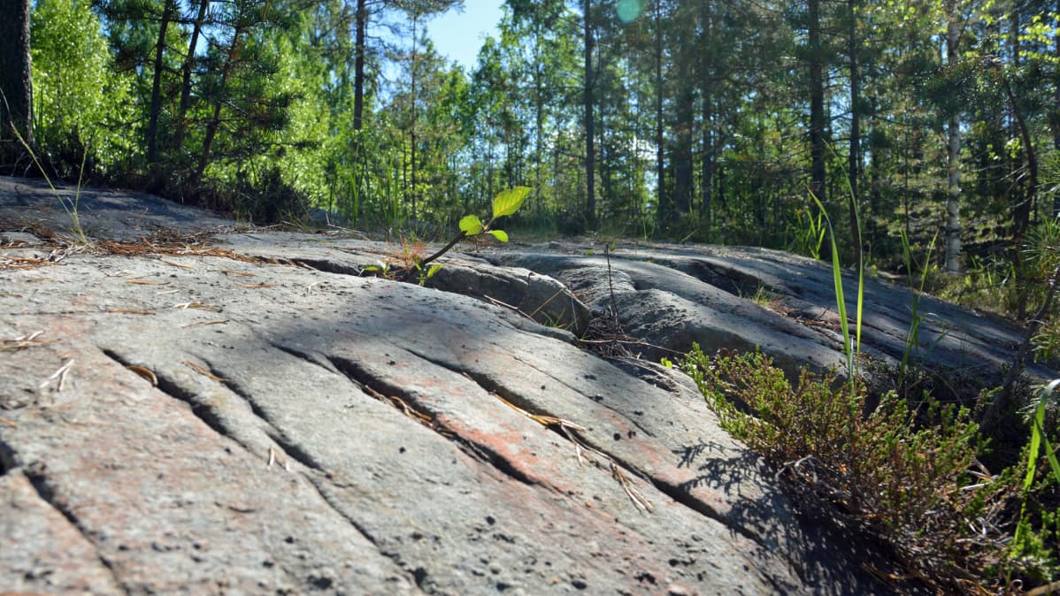 Paljas kallio metsän keskellä.