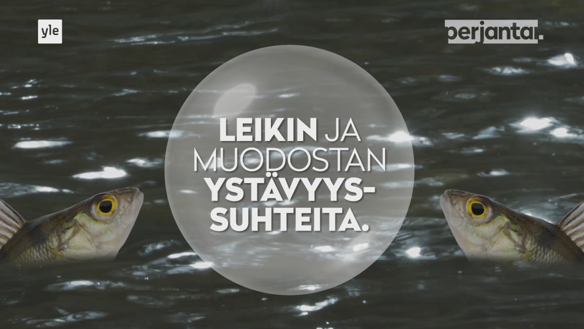 Kalat pystyvät kiintymään toisiin kaloihin yksilöinä ja osoittavat selkeää halukkuutta olla juuri tiettyjen kalojen seurassa.