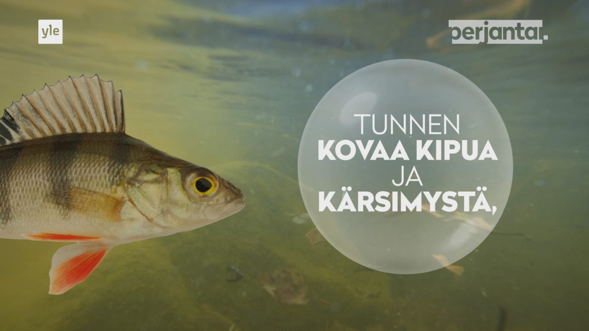 Miltä tuntuisi, jos koira tukehdutettaisiin kuoliaaksi ja sen suupielet revittäisiin auki koukulla? Kala tuntee kovaa kipua ja kärsimystä etenkin suun alueella.