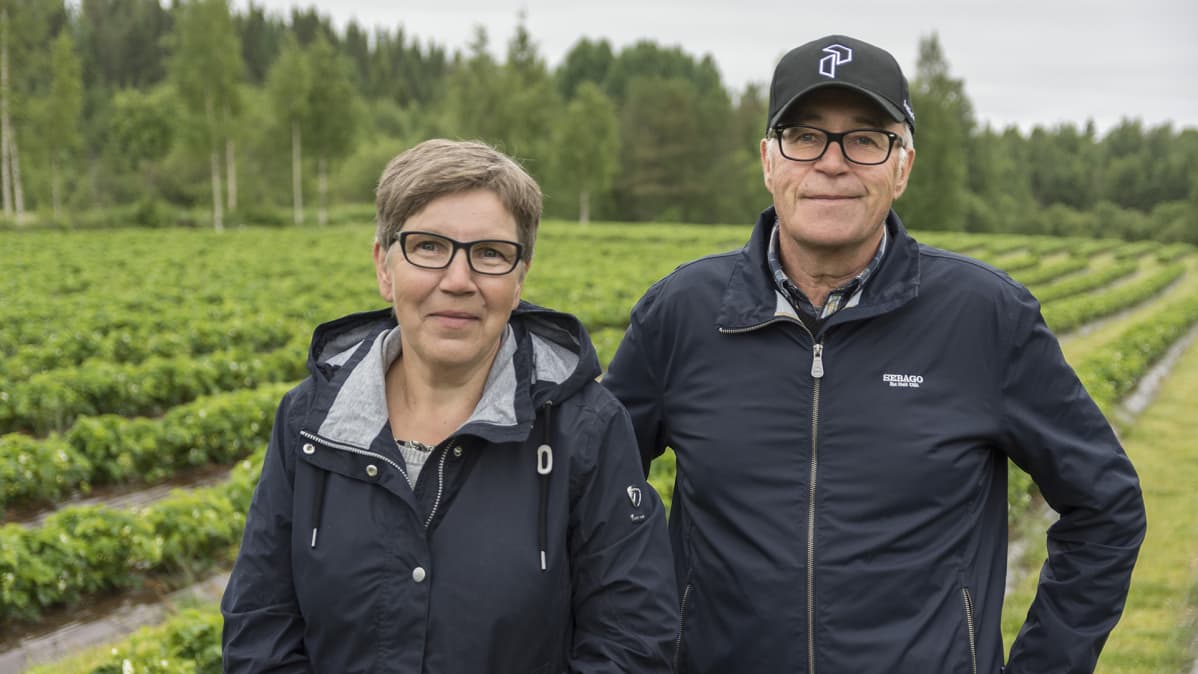 Ritva ja Kalevi Rusanen mansikkatilalla Sotkamossa.