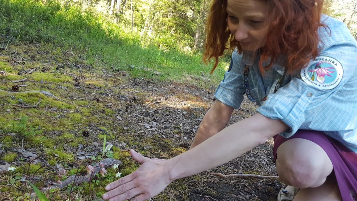 Metsähallituksen suunnittelija Elina Kolppanen Oulangan kansallispuistossa.