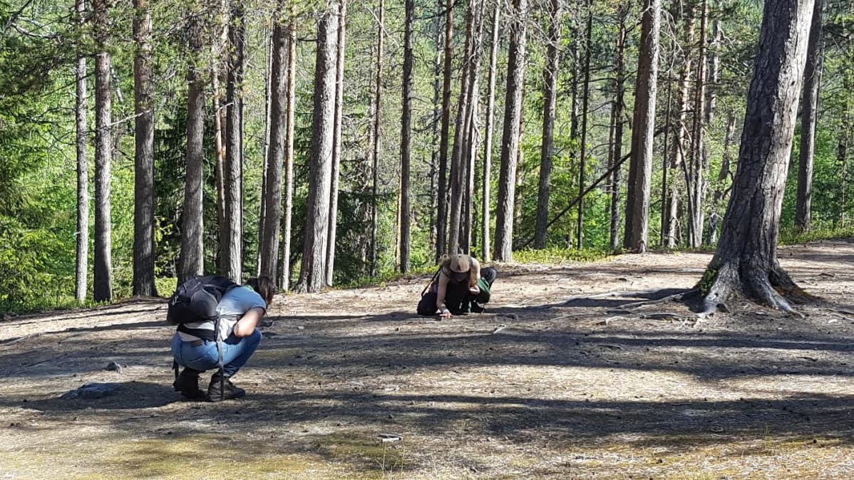 Brittiopiskelijat tutkivat Oulangan kansallispuiston maastoa.