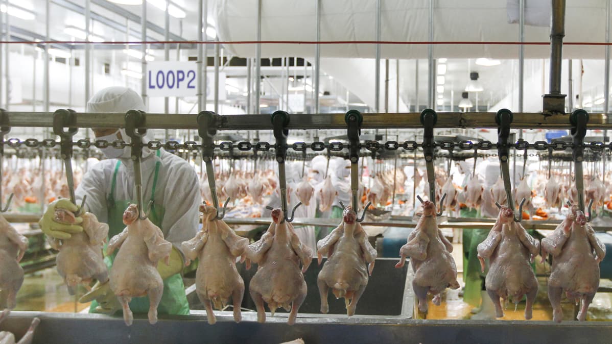 Thaimaalaistyöntekijä käsitteli siipikarjaa Charoen Pokphand Foods -yhtiön tuotantolinjalla Saraburin provinssissa 28. kesäkuuta 2012.