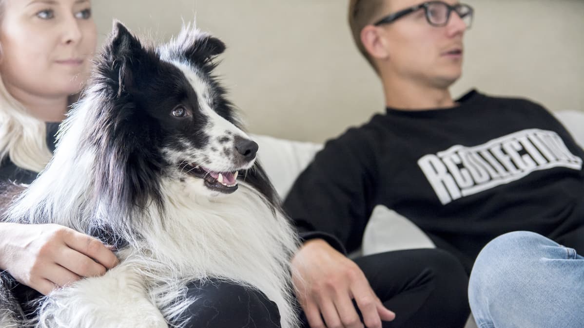 Pii-koira, Annu Paasonen ja Janne Kuronen katsovat televisiota.