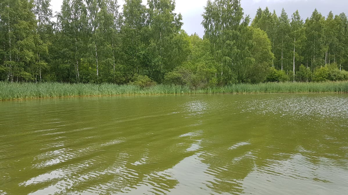 Runsaasti sinilevää järvessä.