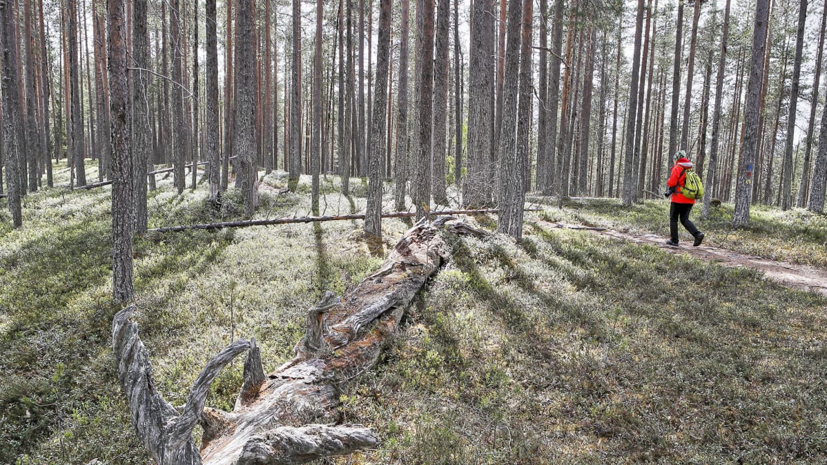 Retkeilijä Hossan kansallispuistossa. Kuvituskuva.