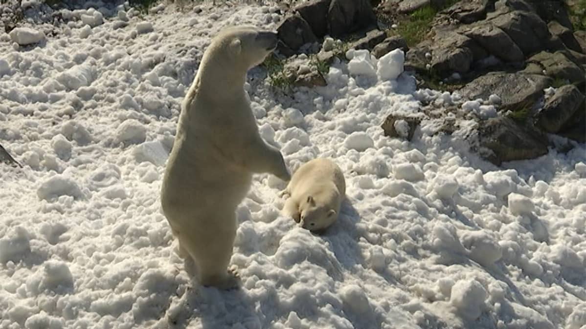 Jääkarhuemo ja pentu lumessa Ranuan eläinpuistossa.