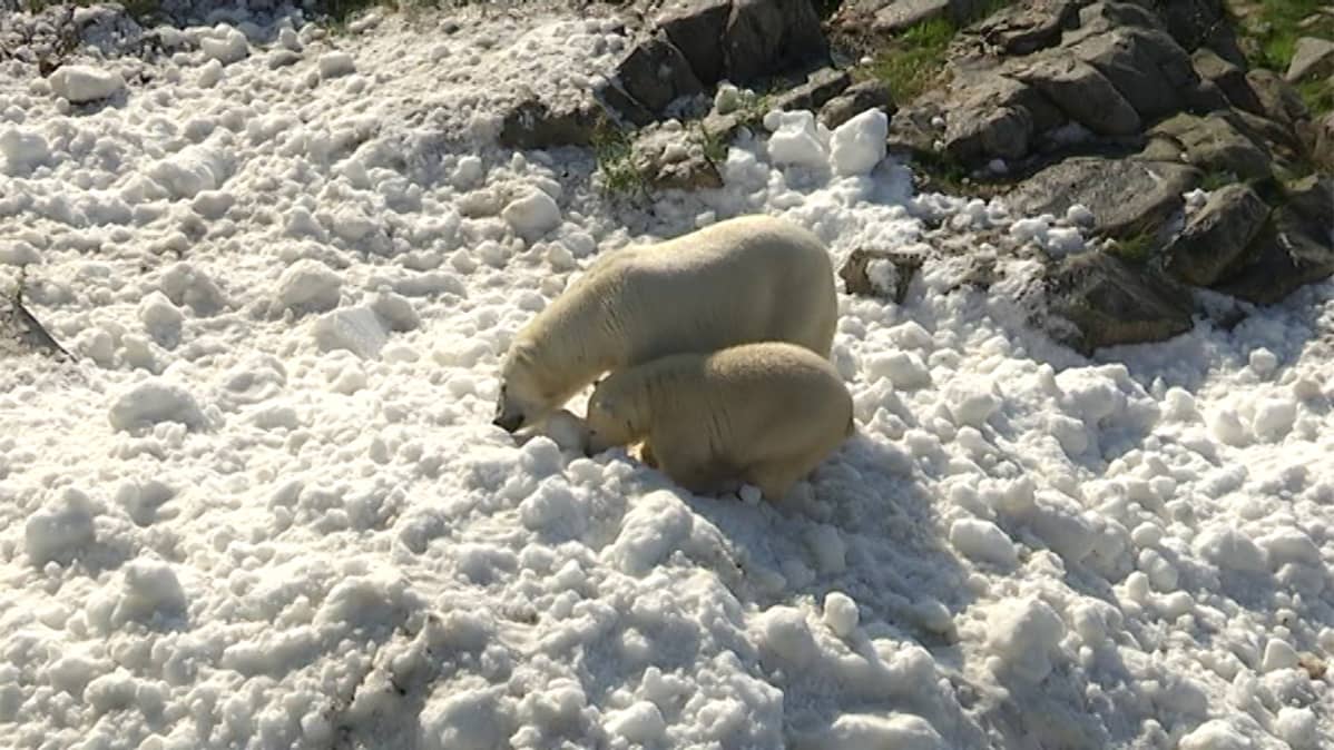 Jääkarhut nuuskivat lunta eläinpuistossa.