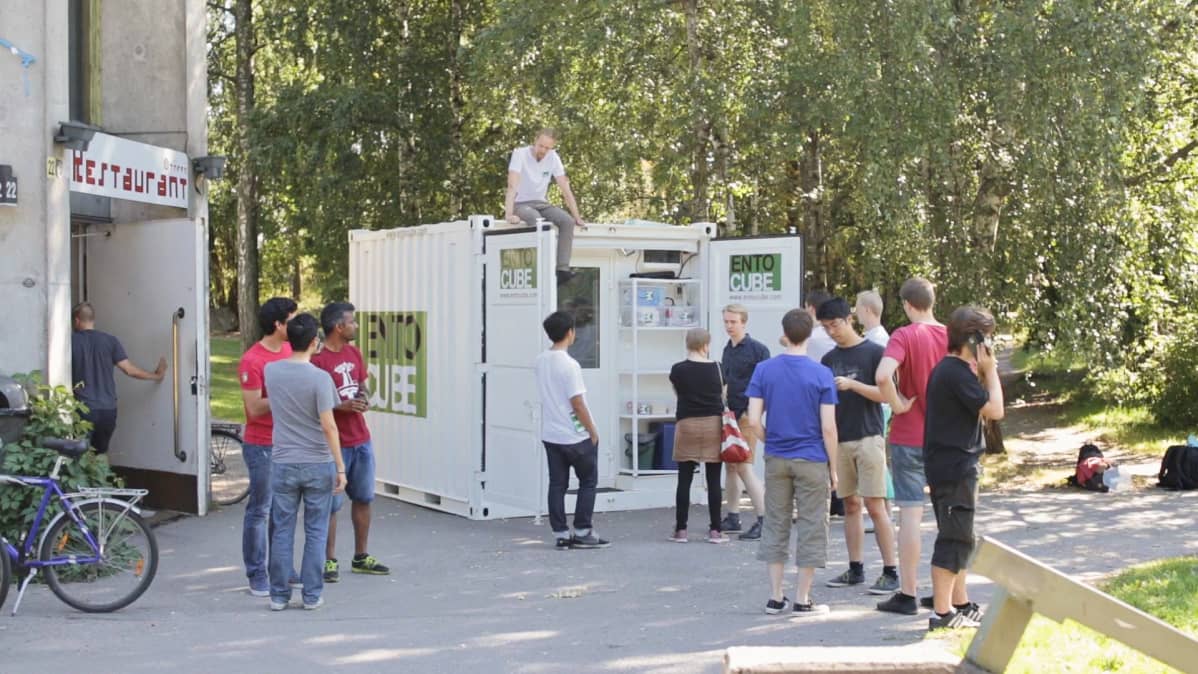 Entocube sirkkakontti hyönteissyönti