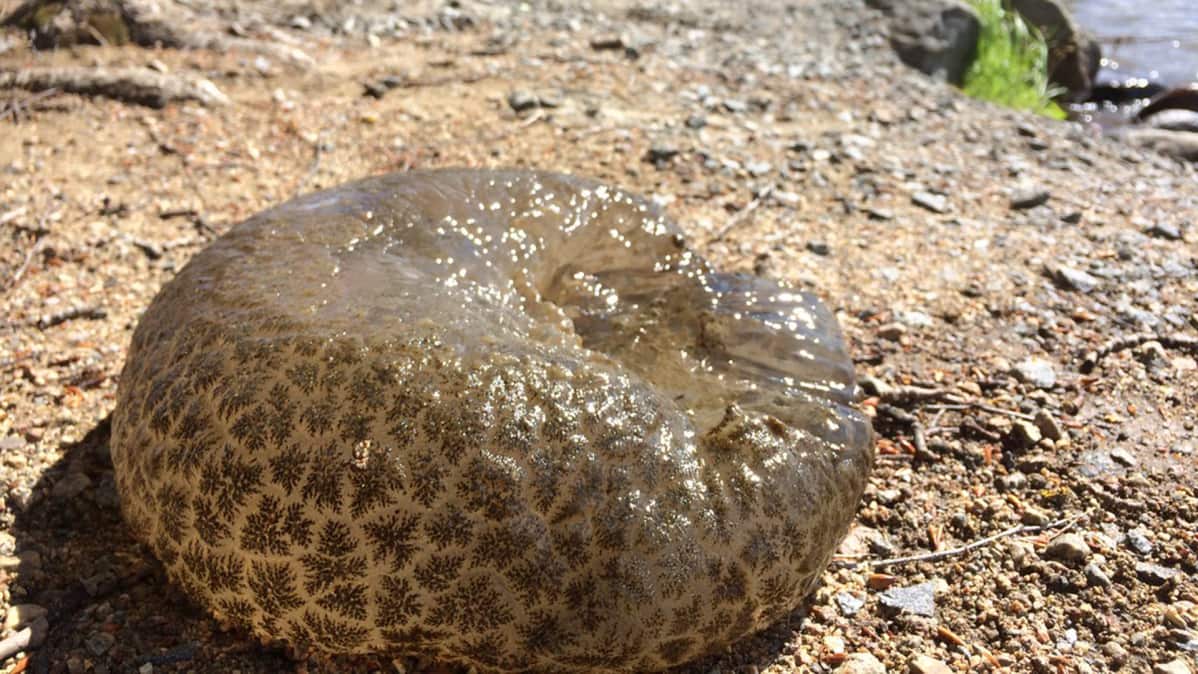 Pectinatella magnifica -sammaleläin
