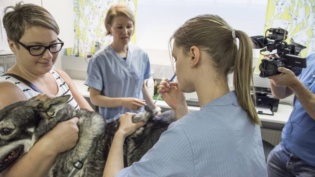 Kuvausryhmä kuvaa kun Veera Haukijärvi tekee koiralle kemiallista kastraatiota.