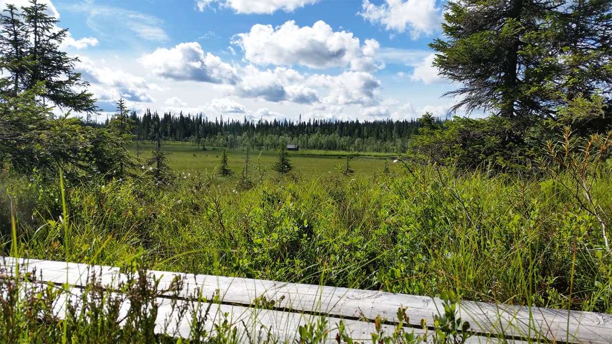 Suomaisema ja pitkspuut Syötteen kansalllspuistossa
