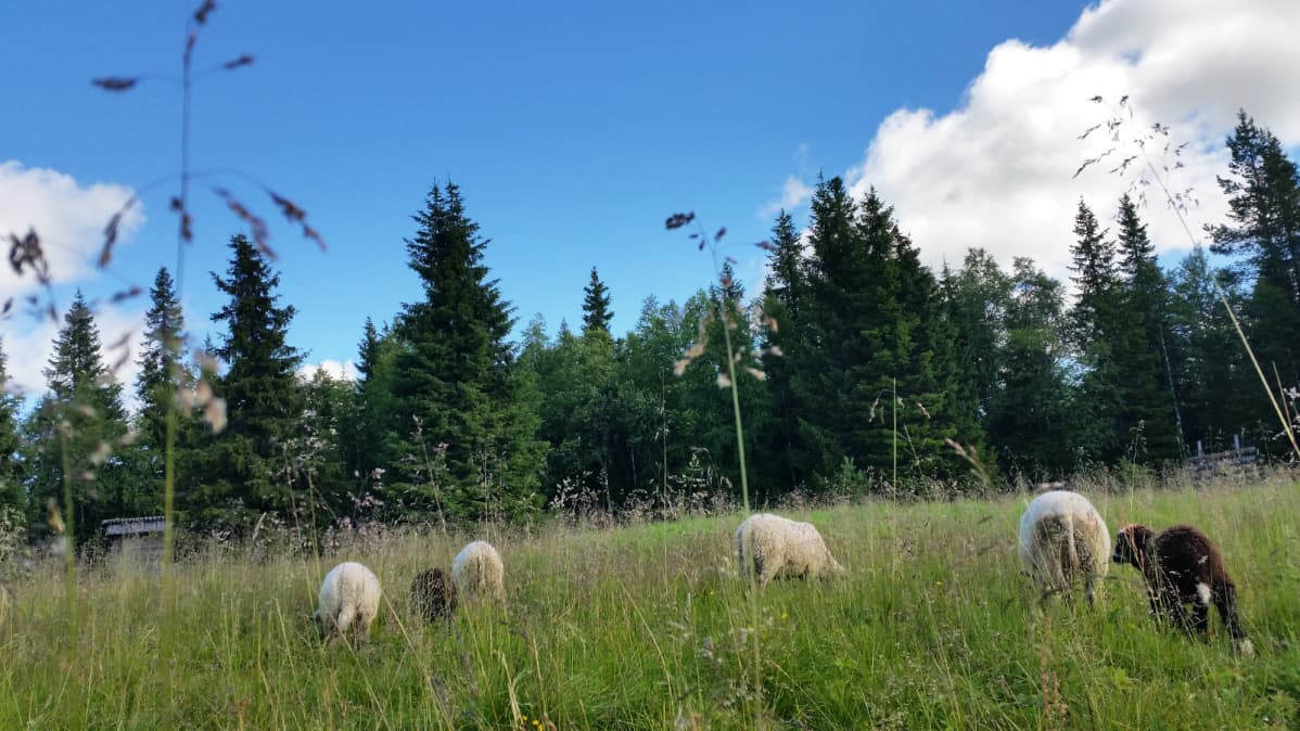 Lampaita laitumella Syötteen kansallispuistossa 2017.