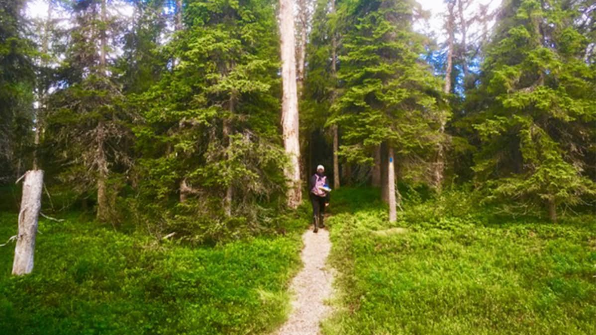 Matka Rytivaaraan kulkee vanhan metsän halki.