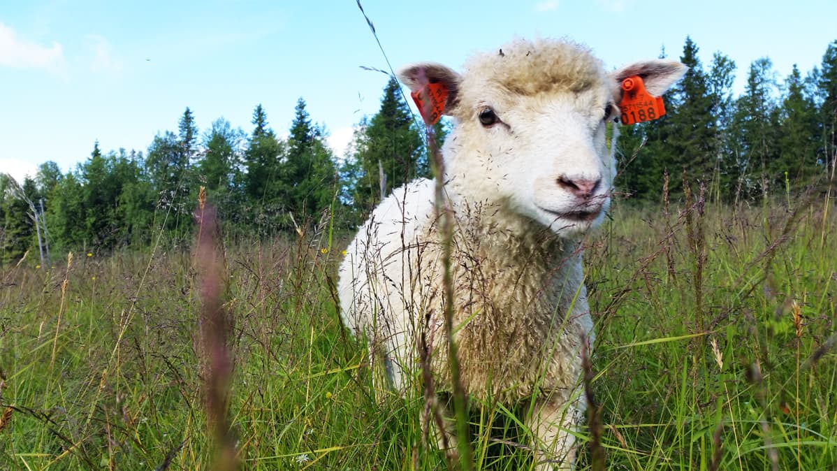 Karitsa Rytivaaran laitumella Syötteen kansallispuistossa.