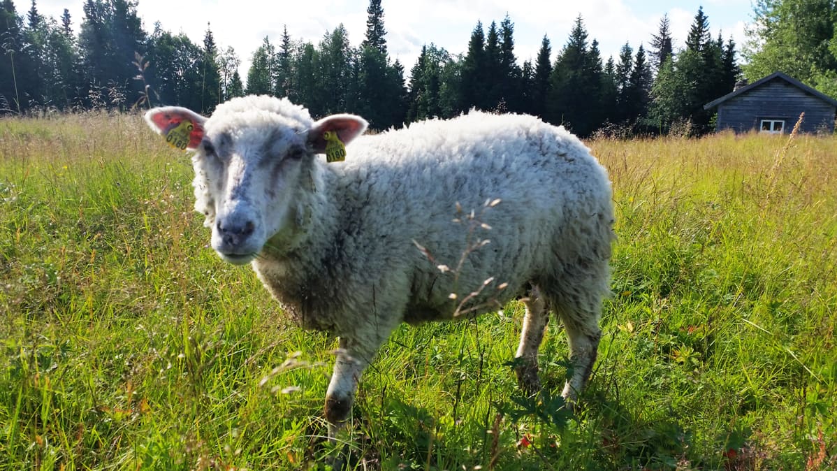 Lammas.