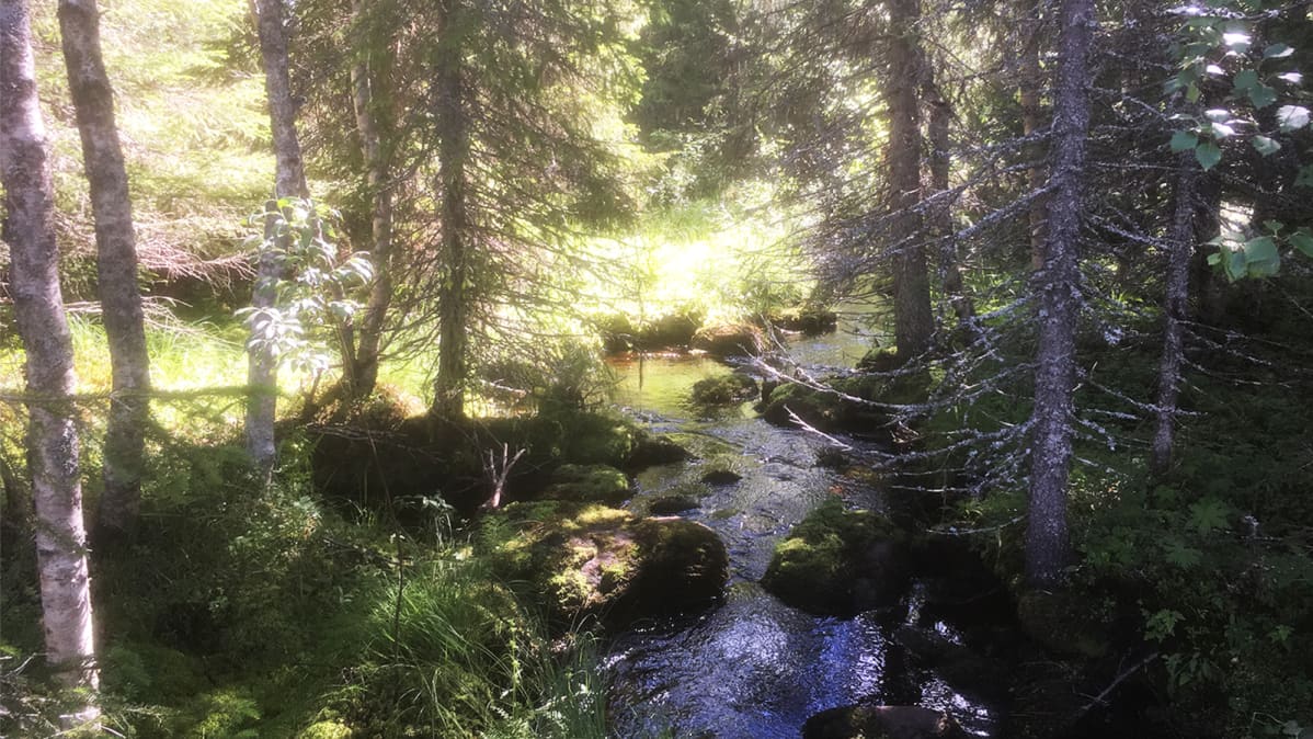 Metsäpuro Syötteen kansallispuistossa.