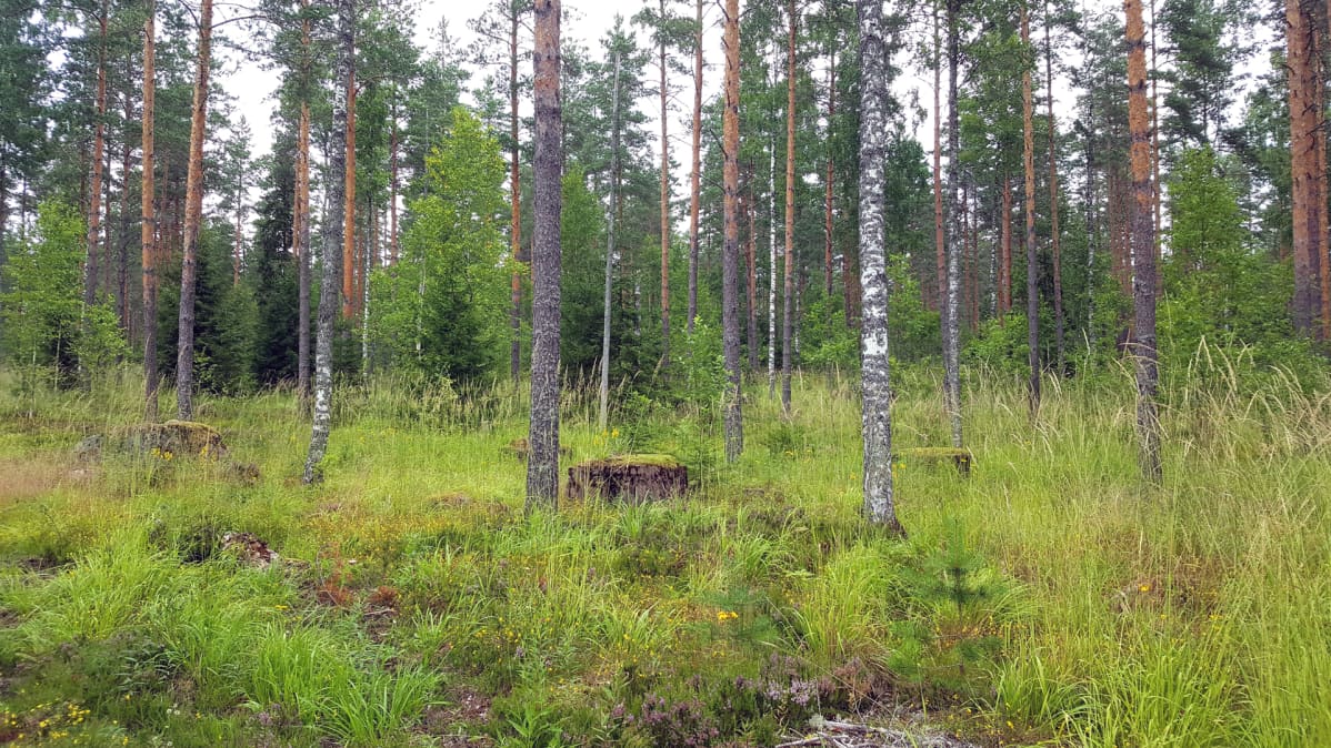 Jatkosodan aikainen keskitysleiri Miehikkälässä