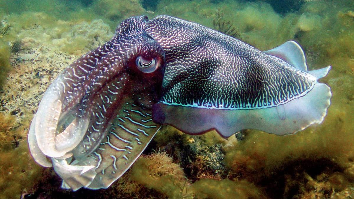 Australialainen mustekala (sepia apama).